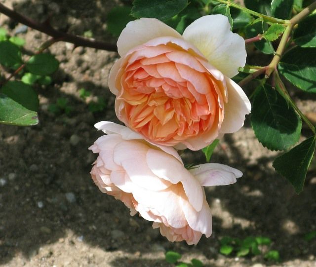  photo PortSunlightatfiloliIMG_09698sh91p_zps3e6a76e7.jpg